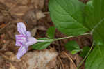 Stalked wild petunia